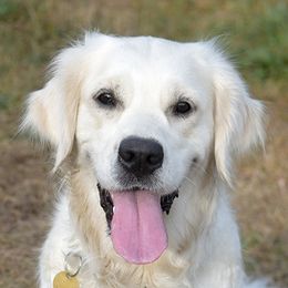 Aurora - Golden Retriever
