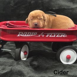Cider - Yellow male Labrador Retriever puppy in Tigard, Oregon from Morrison Labrador Retreivers