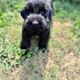 Boy 5 - Black male Giant Schnauzer puppy in Bois D’arc, Missouri from Down Low Kennels