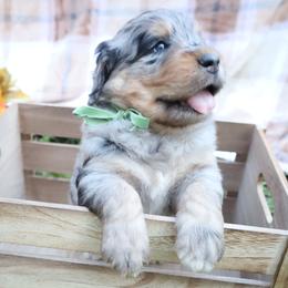 Oreo (Green Bow) - male Bernese Mountain Dog puppy in Middlesex, North Carolina from Willow Springs Doodles & Berners