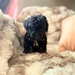 Luigi - Phantom male Poodle puppy in Uniondale, New York from Poodles Are Mixy