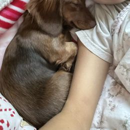 Dachshund All Grown Up from Mini Dots Mini Dachshunds