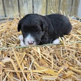 Black and white male - Black and white male Aussiedoodle puppy in Hillsboro, Illinois from Shoal Creek Puppies