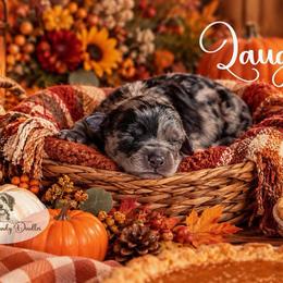 Laughs - Blue merle male Aussiedoodle puppy in Roebuck, South Carolina from Dani's Dandy Doodles