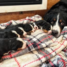 Bernese Mountain Dog puppies from Hampton Bernese Mountain Dogs
