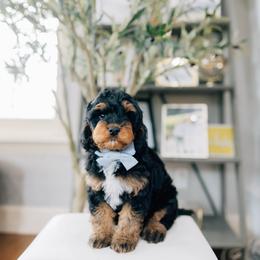 Joe - Black and tan male Cavapoo puppy in Murray, Utah from Sun Valley Doodles