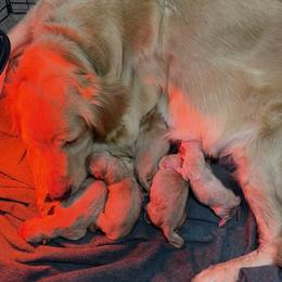 Girl 2 - Golden female Golden Retriever puppy in Amherst, Virginia from Knight's Golden Acres
