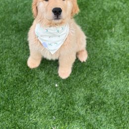 Golden Retriever Puppies from Sunkyst Golden Retrievers