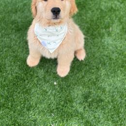 Golden Retriever Puppies from Sunkyst Golden Retrievers