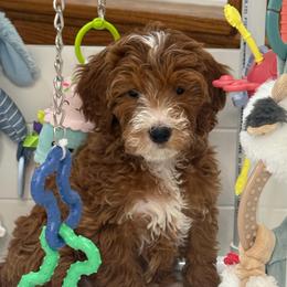 Vance - Red  male Goldendoodle puppy in Yuciapa, California from AlltheDoodlez_