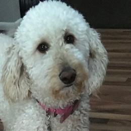 Zora - Goldendoodle