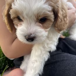 Cavapoo Puppies from Ellas.Pups