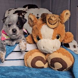 Australian Cattle Dog Puppies from Indigojos Australian Cattle Dogs
