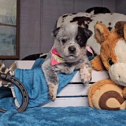 Australian Cattle Dog Puppies from Indigojos Australian Cattle Dogs