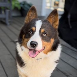 Bear - Pembroke Welsh Corgi