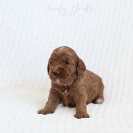 Green Collar Boy - Red male Australian Labradoodle puppy in Thousand Oaks, California from Lovely Doodle Lane