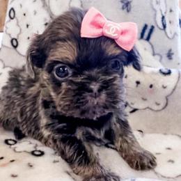 Marina - Blue female Shih Tzu puppy in Burlington, North Carolina from Nancy’s Lil’Shih Tzus