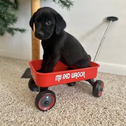 Labrador Retriever Puppies from Stormy River Retrievers