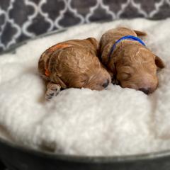 Double Doodle and Goldendoodle Puppies from Golden Paw Doodles