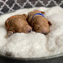 Double Doodle and Goldendoodle Puppies from Golden Paw Doodles