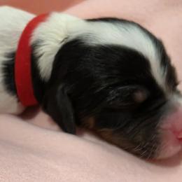 Girl 2 - Blue belton female English Setter puppy in Tiskilwa, Illinois from First Harmony Farms