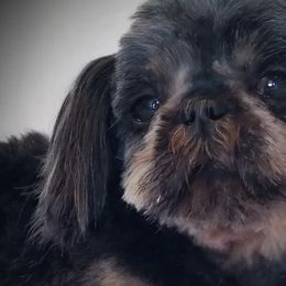 Pekingese and Shih Tzus from PDF Kennels