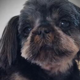 Pekingese and Shih Tzus from PDF Kennels