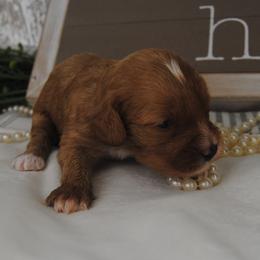 Girl 1 - female Cavapoo puppy in Mountain Grove, Missouri from Dogwood & Sassafras Companions