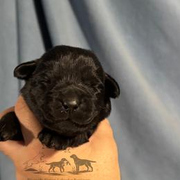 Light purple - Black female Labrador Retriever puppy in Beaverdam, Virginia from Riverside Sunset Labrador Retrievers