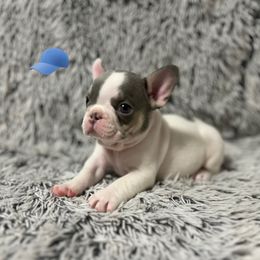 French Bulldog Puppies from Jenny Lorton