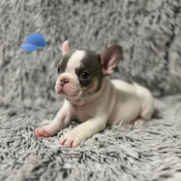 French Bulldog Puppies from Jenny Lorton