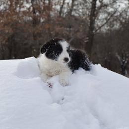 AKC Grand Champion Sired (Fatty) - Black female Border Collie puppy in Noble, Oklahoma from CheckItOut Border Collies
