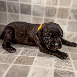 Yellow Collar - Black brindle female Cane Corso puppy in Catawba, North Carolina from Catawba Cane Corso