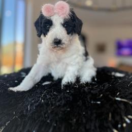 Sweetheart - Black and white female Aussiedoodle puppy in Arizona from Coats of Many Colors LLC