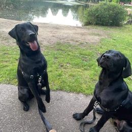 Labrador Retrievers from Misty's Labs