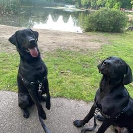 Labrador Retrievers from Misty's Labs