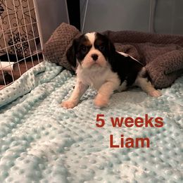 Earl Willington (Liam) - Tri-color male Cavalier King Charles Spaniel puppy in Broken Arrow, Oklahoma from Cavalier King Charles Heartland