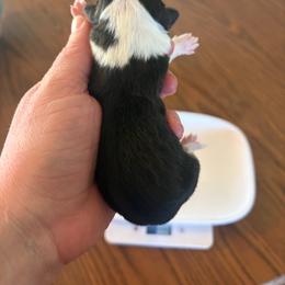 Tri female 3 - Black and tan female Pembroke Welsh Corgi puppy in Chubbuck, Idaho from Sunny J Corgis and Mini Americans