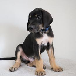 Vader - Black male Great Dane puppy in Edinburg, Texas from Chestnut Great Danes