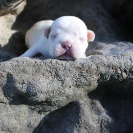 Boy 1 - male French Bulldog puppy in Saucier, Mississippi from Mississippi Sound Frenchies