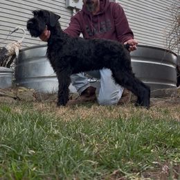 Lexie - Black female Giant Schnauzer puppy in Bois D’arc, Missouri from Down Low Kennels