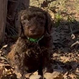Brownie - Chocolate male Goldendoodle puppy in Arlington, Texas from Chambers Doodle Patch