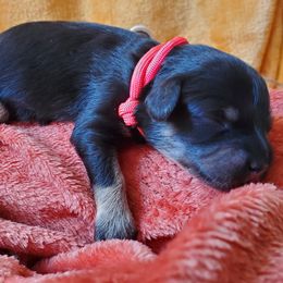 Miss Pink - Black female Schnoodle puppy in Leitchfield, Kentucky from Eveleigh Acres Puppies