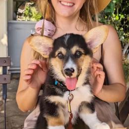 Pembroke Welsh Corgi Puppies from Corgis Hawaii Pleasantstone Aloha Corgis