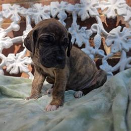 Umbridge - Brindle female Great Dane puppy in Arlington, Texas from Scoober Danes