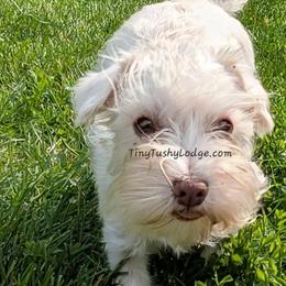 Lorelei - Miniature Schnauzer