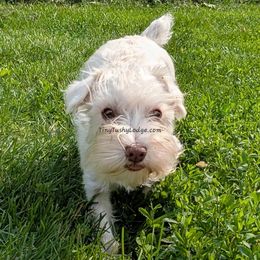 Lorelei - Miniature Schnauzer