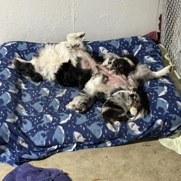 Shetland Sheepdog Puppies from Greener Fields Shelties