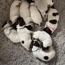 Wirehaired Pointing Griffon Puppies from Twenty-Mile Griffons