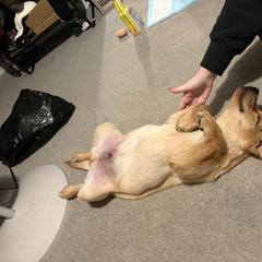 Labrador Retriever Puppies from Tsuki Labradors